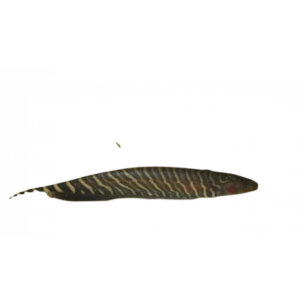 Banded Knifefish removebg preview 1