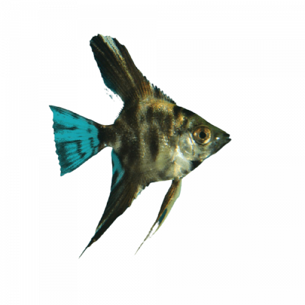 assorted angelfish 5cm pterophyllum scalare removebg preview