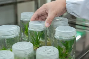 The Miraculous Tissue Culture Cups, Are They Worth It?