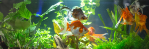 A Look into The Most Common Fish Tank Diseases