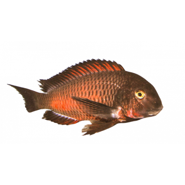 tropheus sp red chimba 5 2 1024x1024 removebg preview