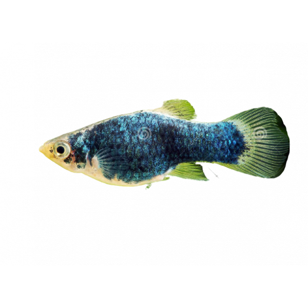 black blue platy fish freshwater aquarium 129609626 removebg preview