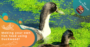 Making your own fish food using Duckweed!