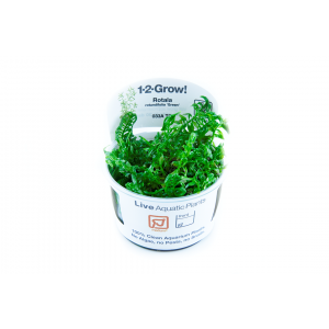 TROPICA Rotala rotundifolia ‘Green’