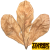 Dried Indian Almond Leaf NANO
